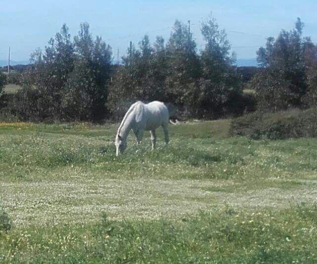 Eucaliptus Farm Retreat Guest House Santa Teresa Gallura Luaran gambar
